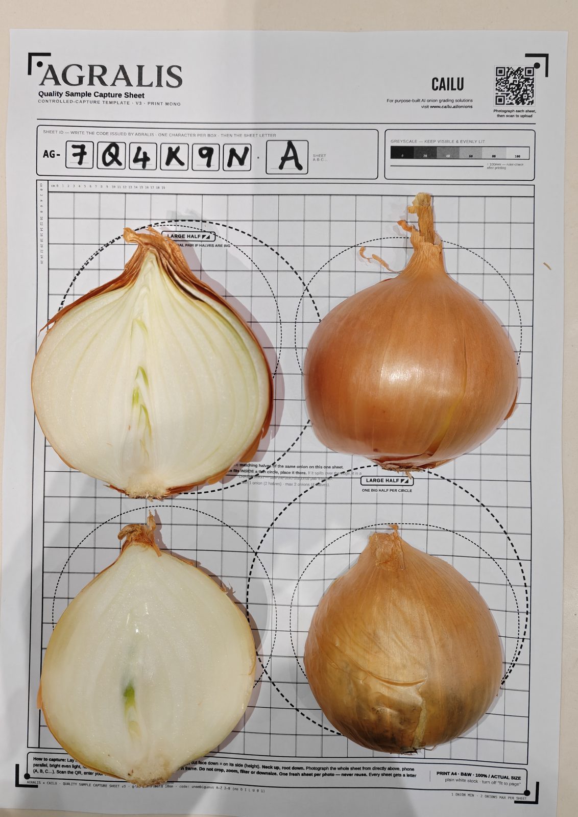 Cut onion halves and whole onions on the Agralis and CAILU quality sample capture sheet